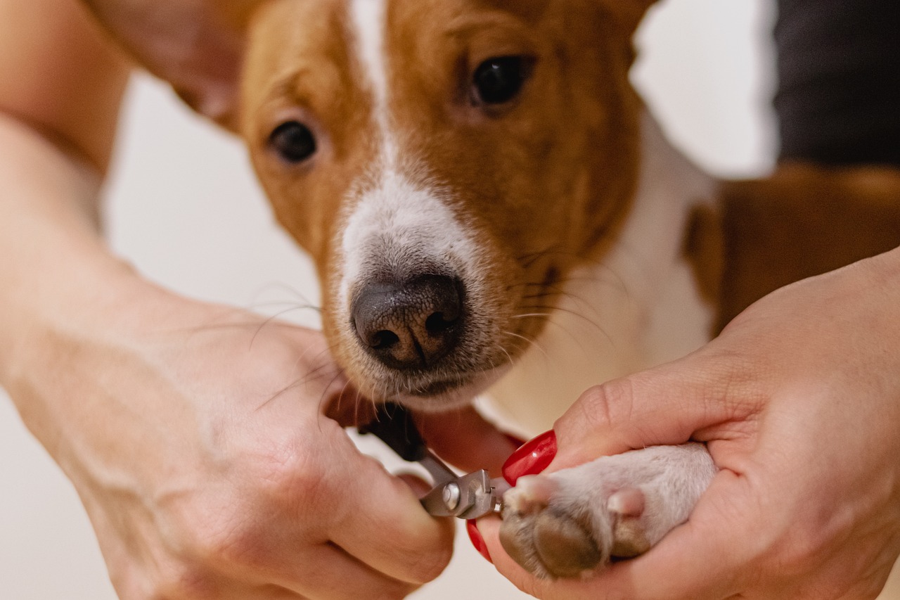 Flea and Tick Treatment Services